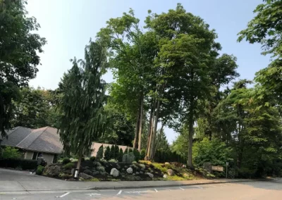 Professional Landscape Services